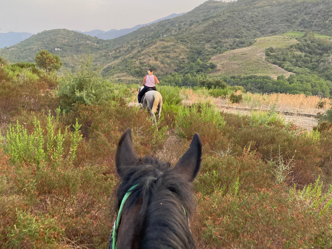 Sicily Horse Tours景点图片