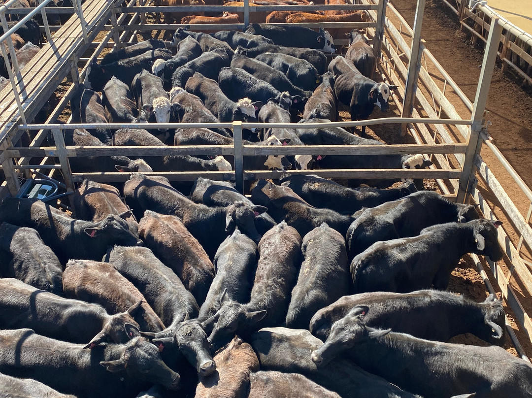 Roma Cattle Saleyards-Roma必去景点