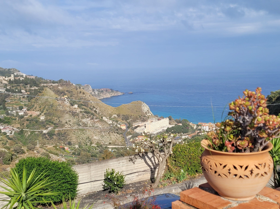 The Lemon Tree主图