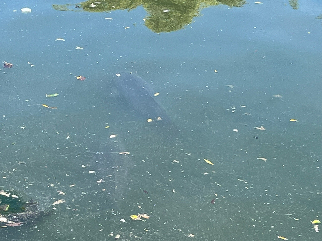 Verulamium Park景点图片