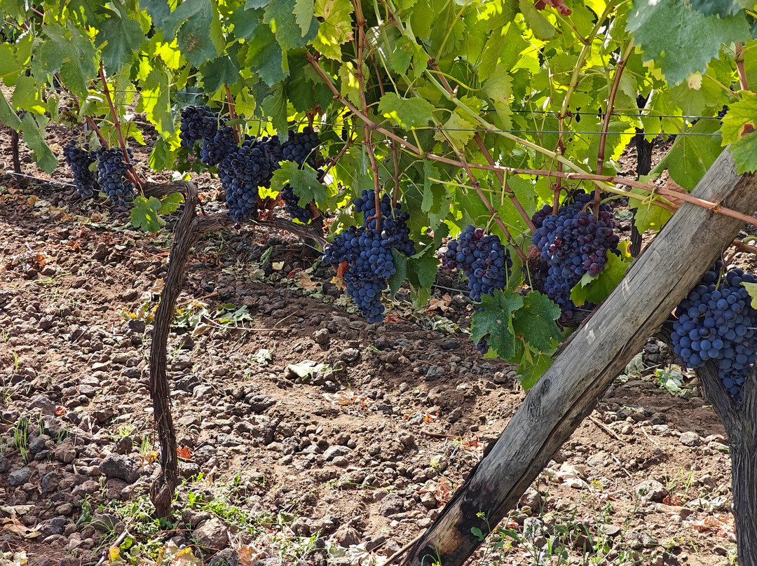 Planeta Winery景点图片