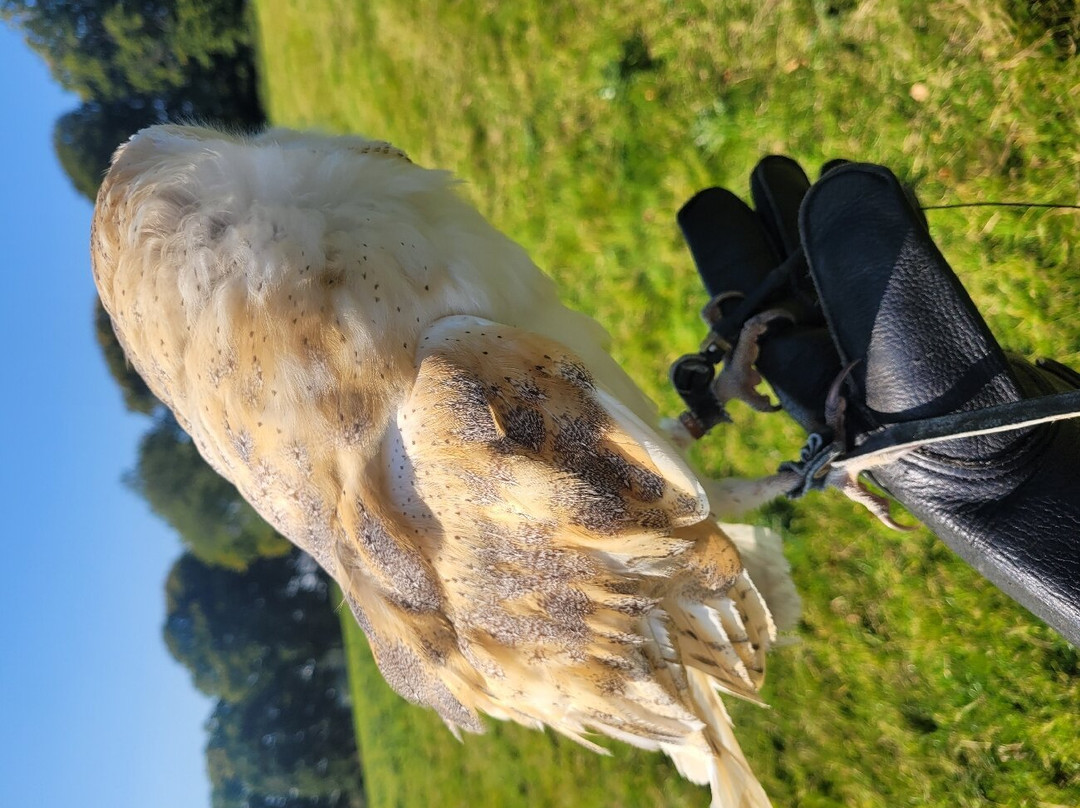 National Bird of Prey Centre-Blessington必去景点