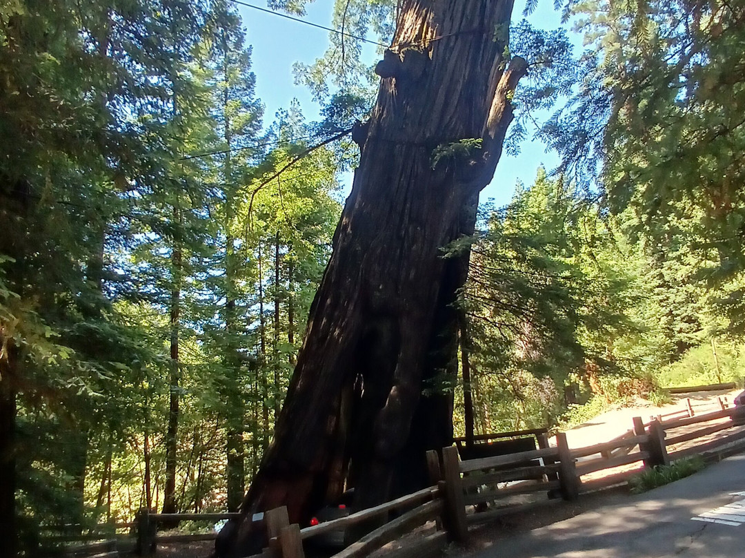 Shrine Drive-Through Tree景点图片