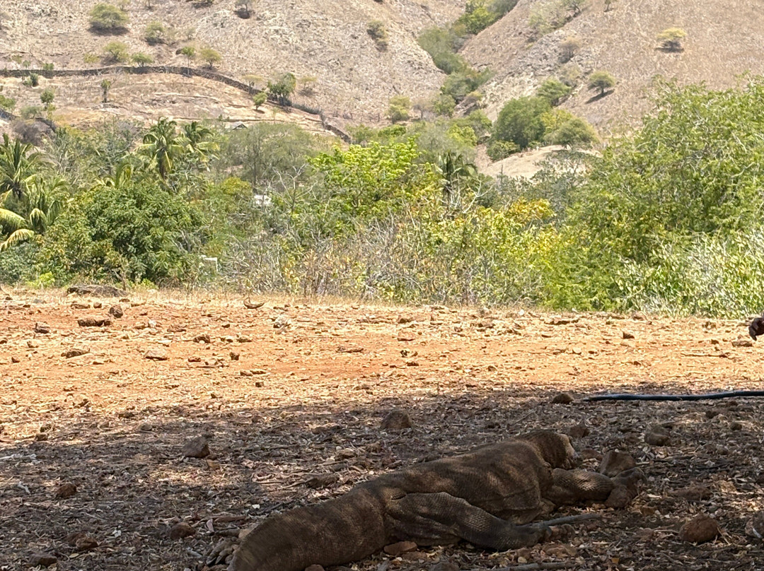 Great Komodo Tour-Labuan Bajo必去景点