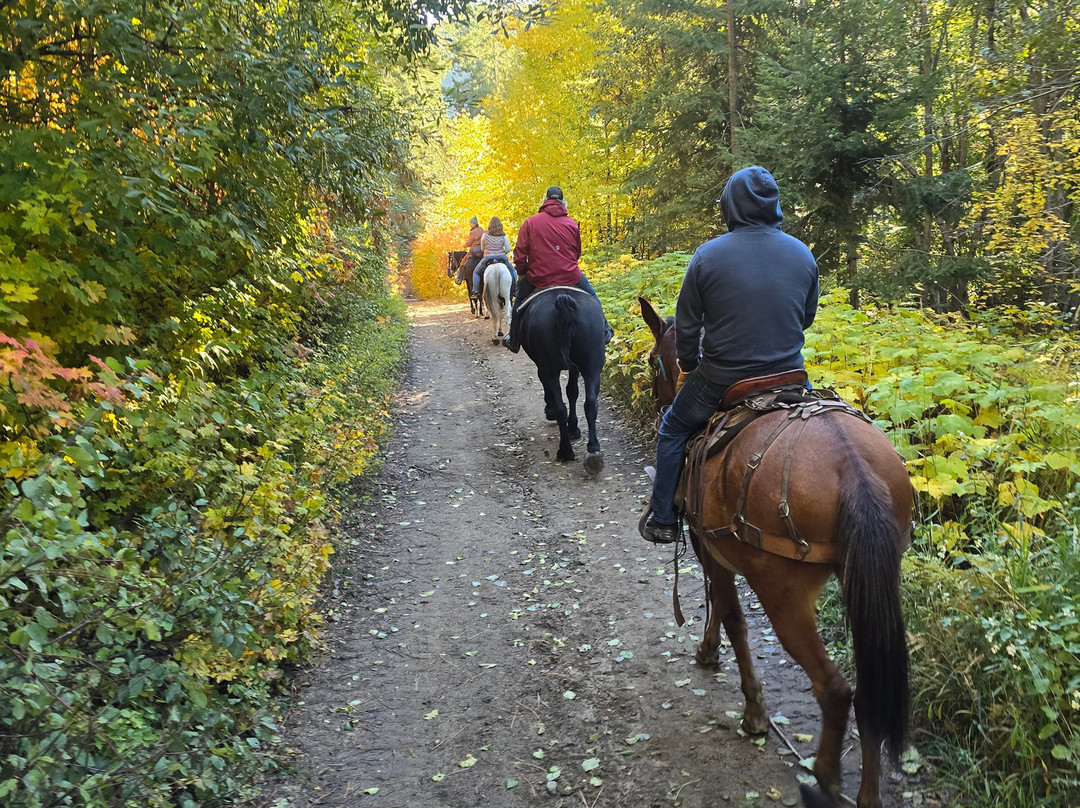 Wild At Heart Horse Rides景点图片