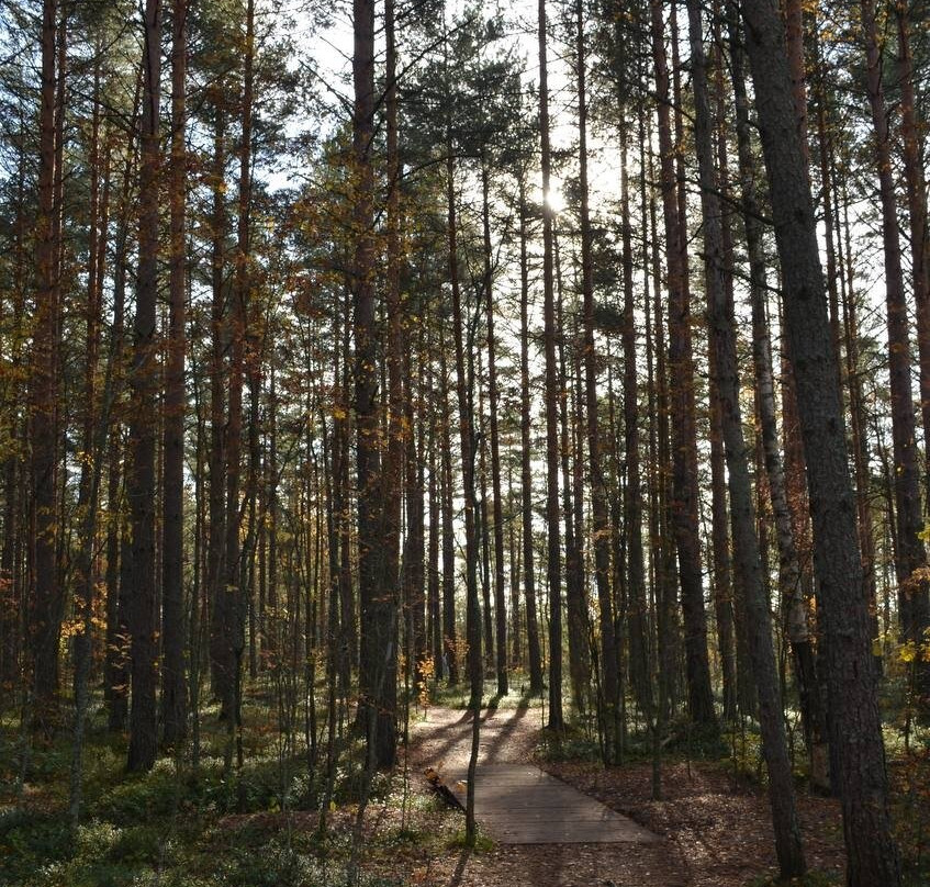 Eco Trail Sestroretskoye Swamp-Beloostrov必去景点