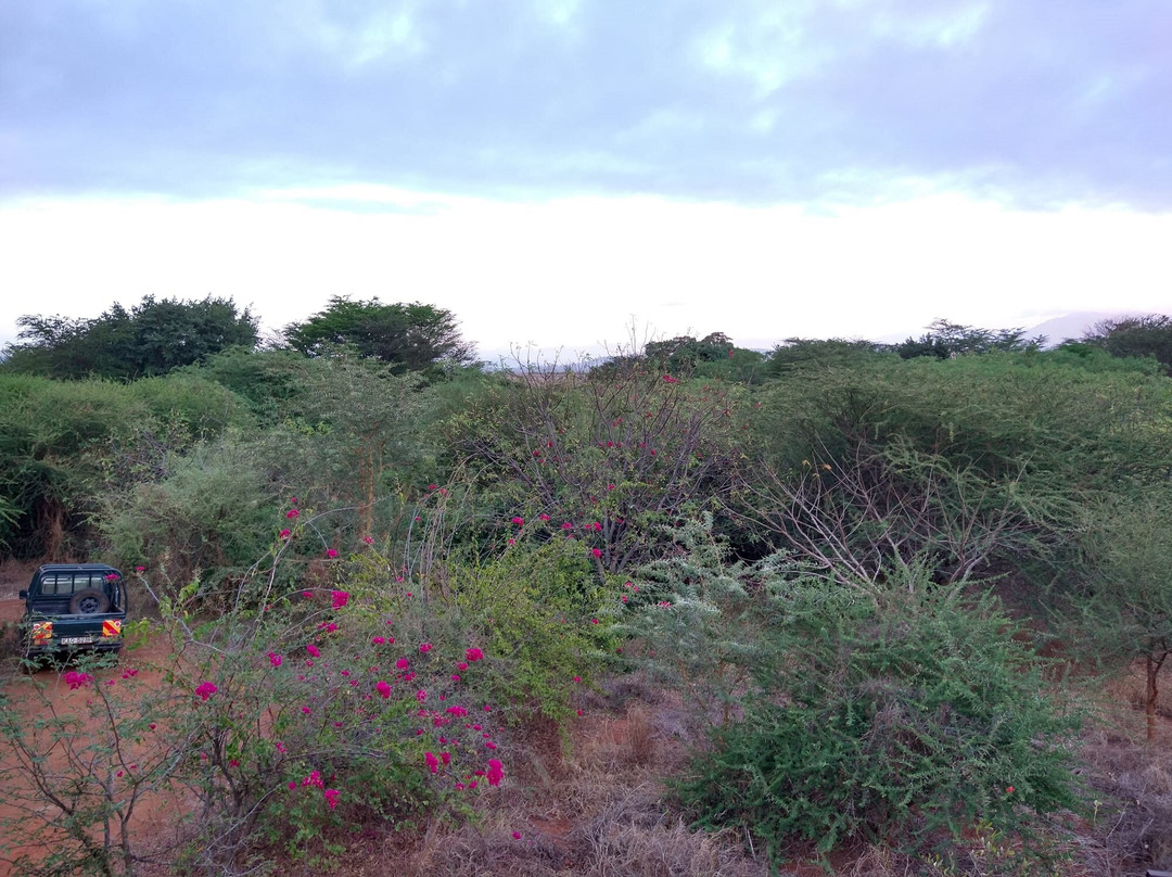 Tsavo House