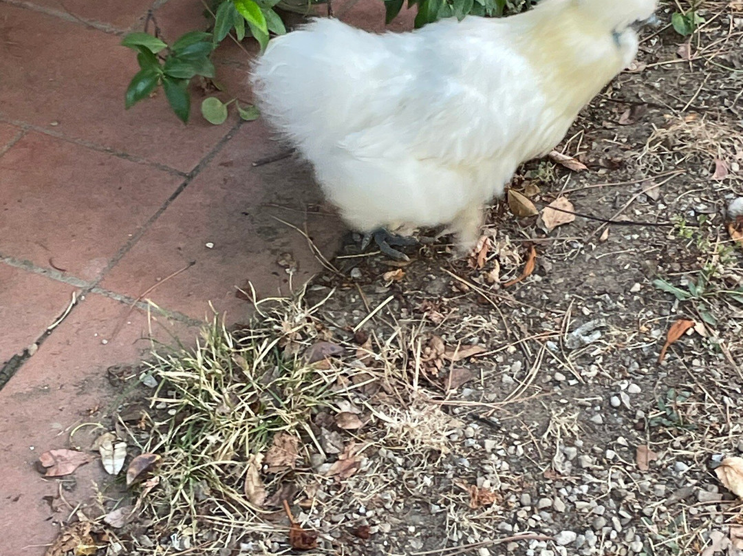 Agriturismo Casa Bistino主图