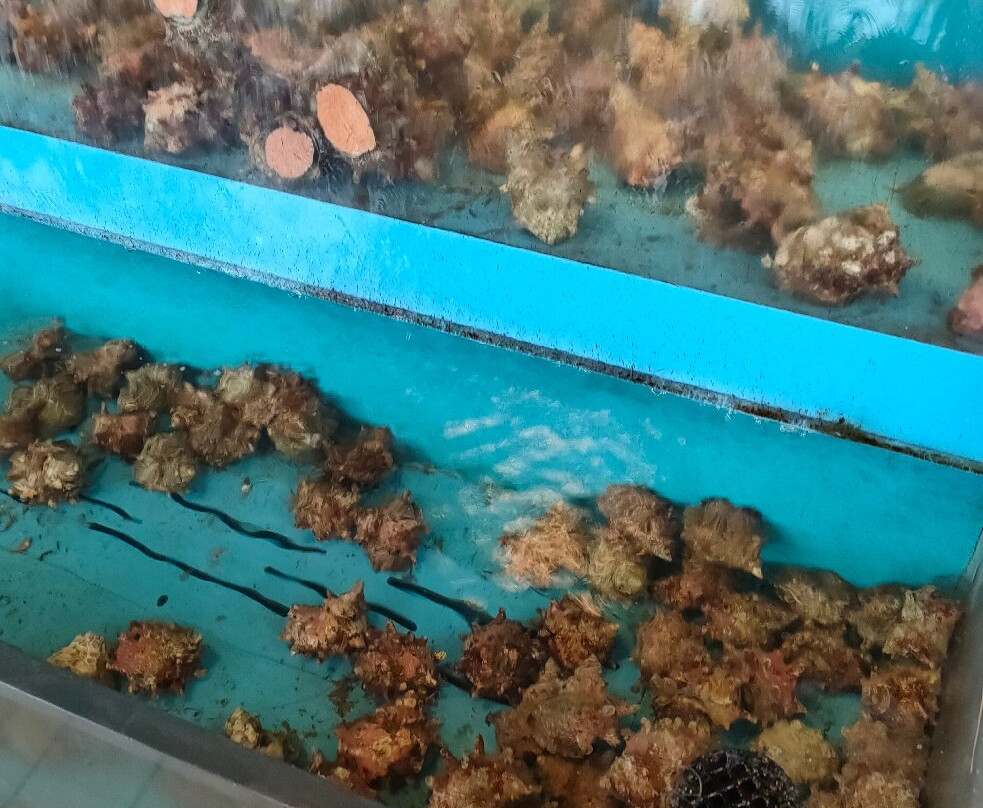 Sakata Seafood Market-酒田市必去景点