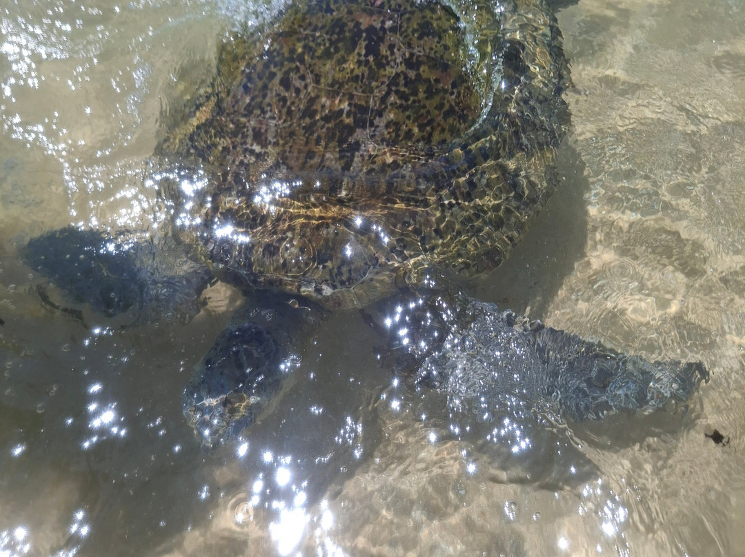 ශ්‍ Экскурсии и туры по Шри-Ланке на русском ලං «ШриЛанкаРус»-加勒必去景点