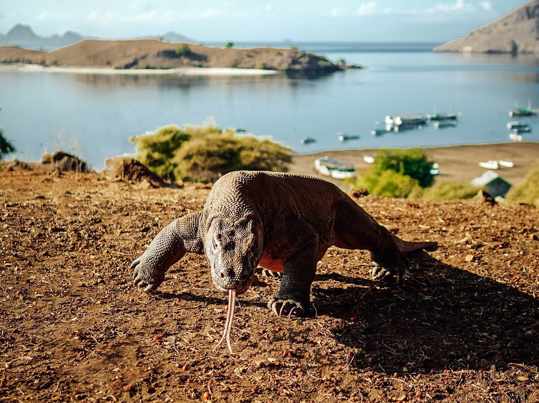 Pt Jemari Bali Project-图班必去景点