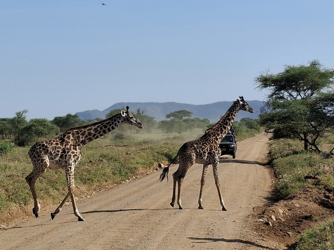 Zac Tac Adventures Tours & Safaris-Usa River必去景点