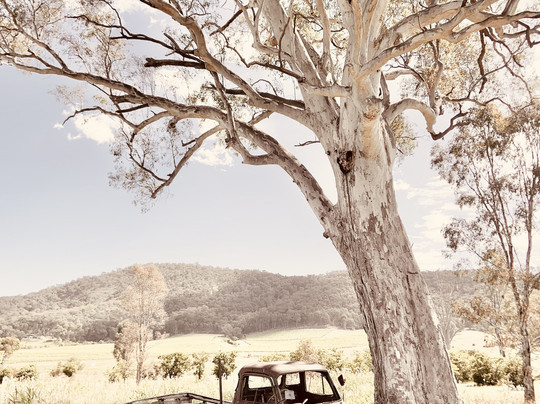 Pizzini Wines-Whitfield必去景点