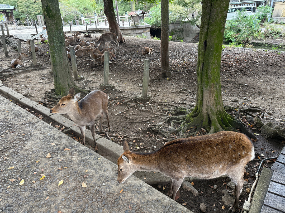 Todaiji Temple Cultural Center-奈良市必去景点