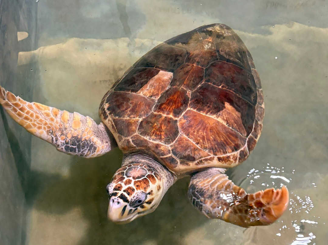 Sea Turtle Conservation Project (Koggala)景点图片