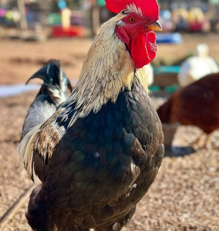 Hope & Serenity Farm Sanctuary景点图片