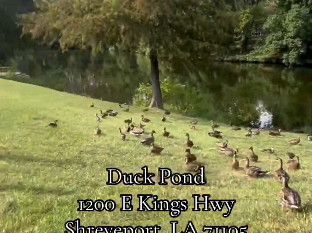 Duck Pond-什里夫波特必去景点