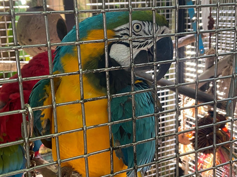 Nancy Forrester's Secret Garden-基韦斯特必去景点