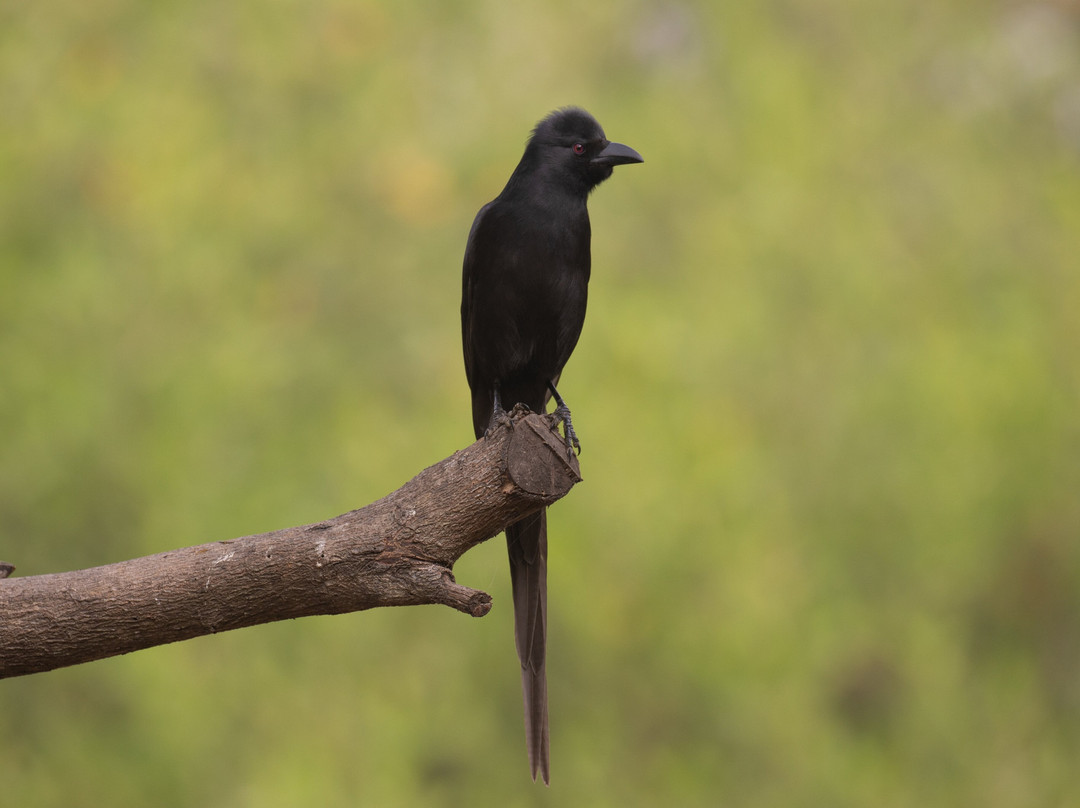 Senegambia Birding景点图片