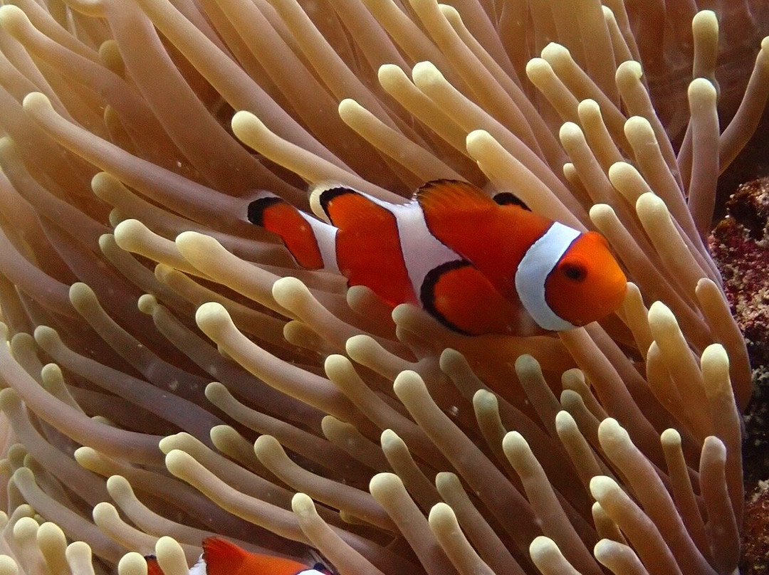 Gili Scuba Diving景点图片