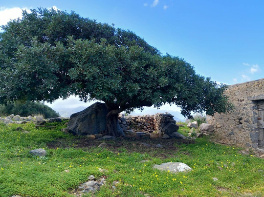 Cretan Vioma-伊拉克利翁必去景点