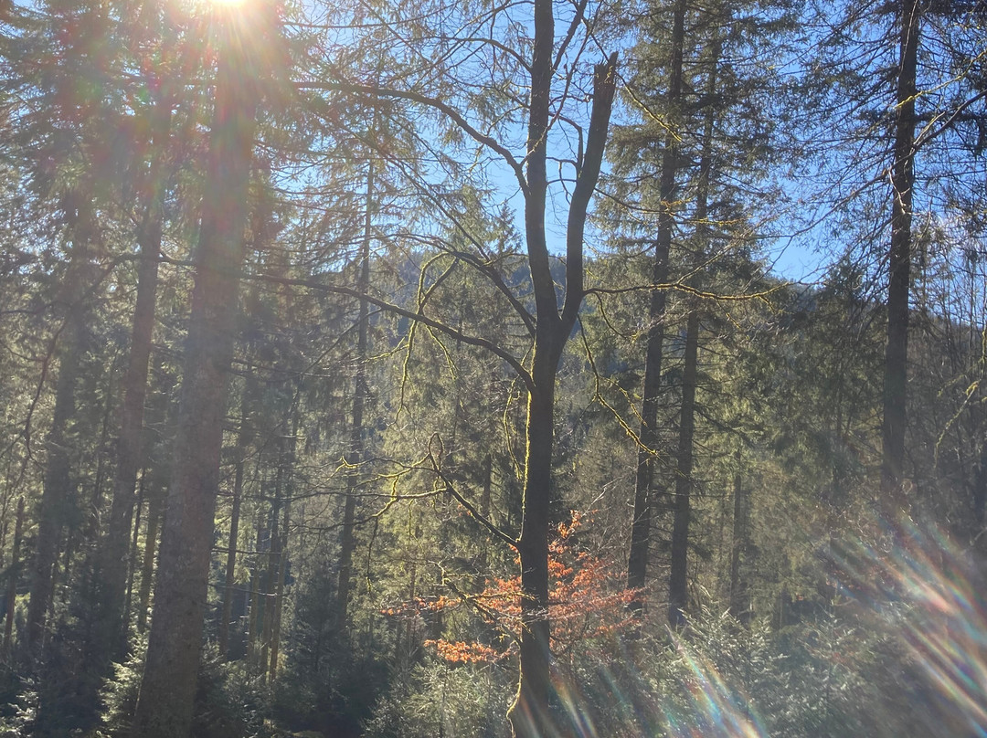 Bergschloessl Herrenwies主图