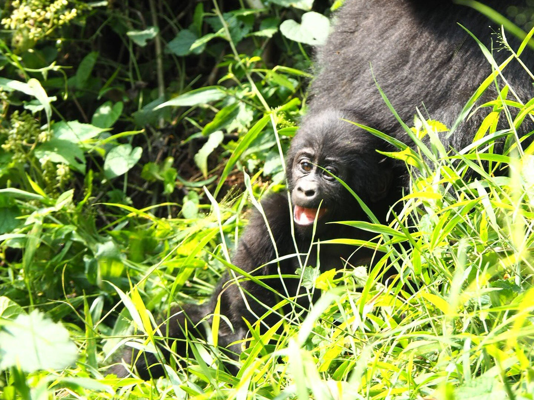 Gorilla & East Africa Safari-恩德培必去景点