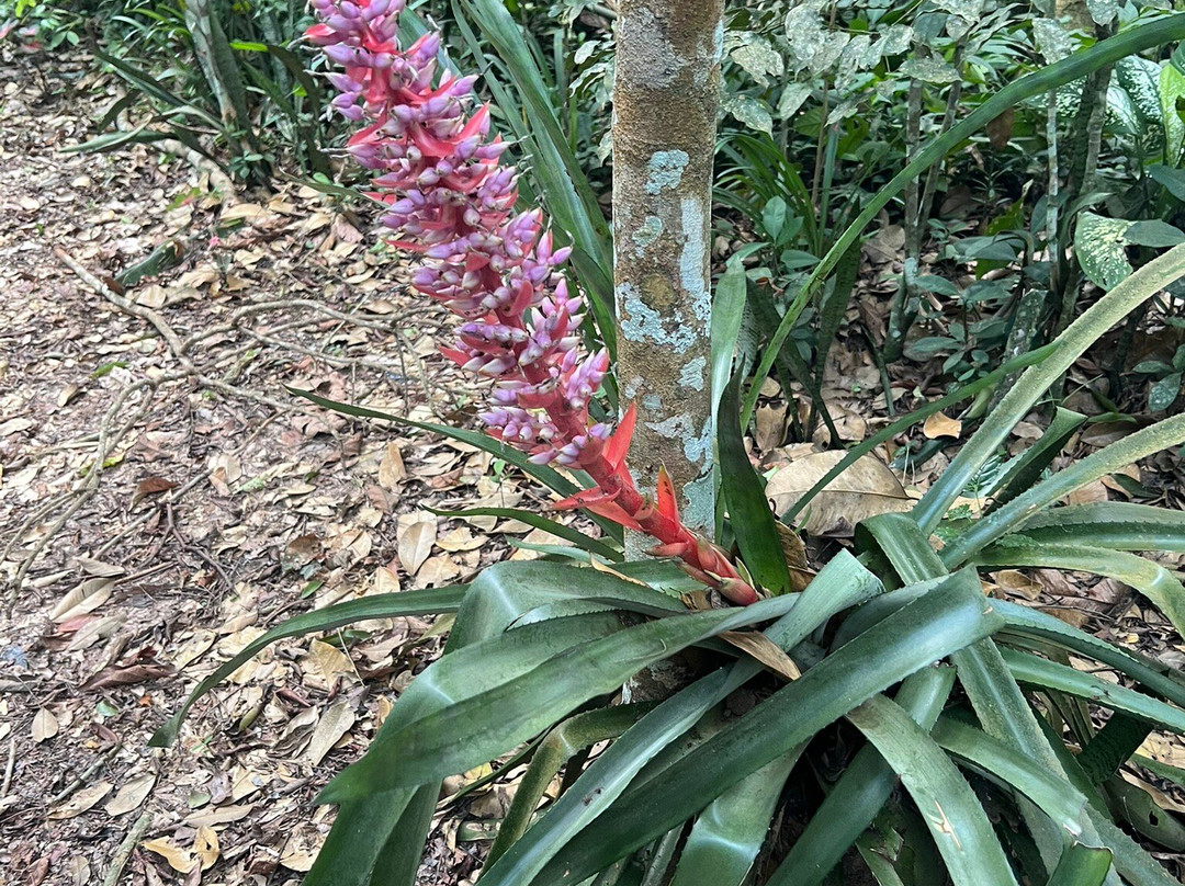 Jardin Botanico Bio-Kuka-Pucallpa必去景点