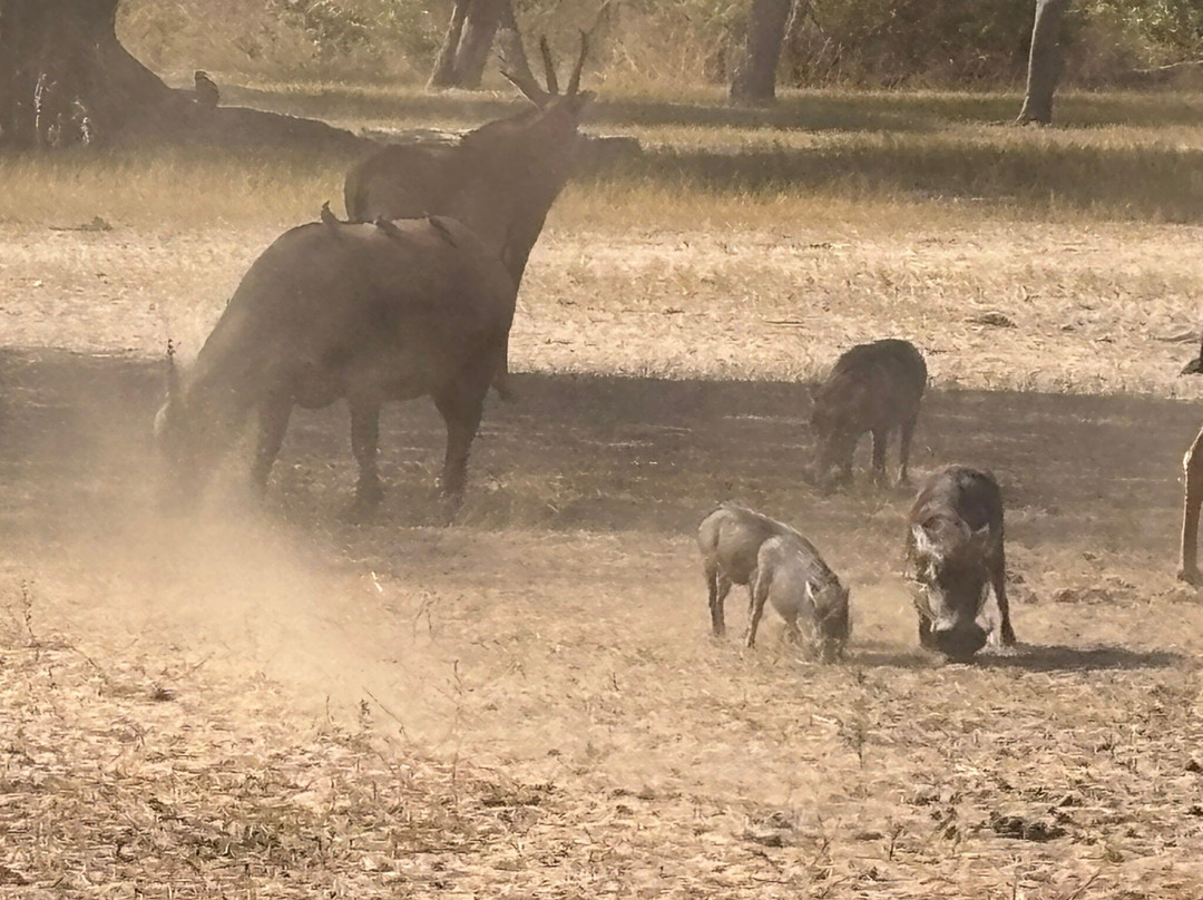 Fathala Wildlife Reserve景点图片