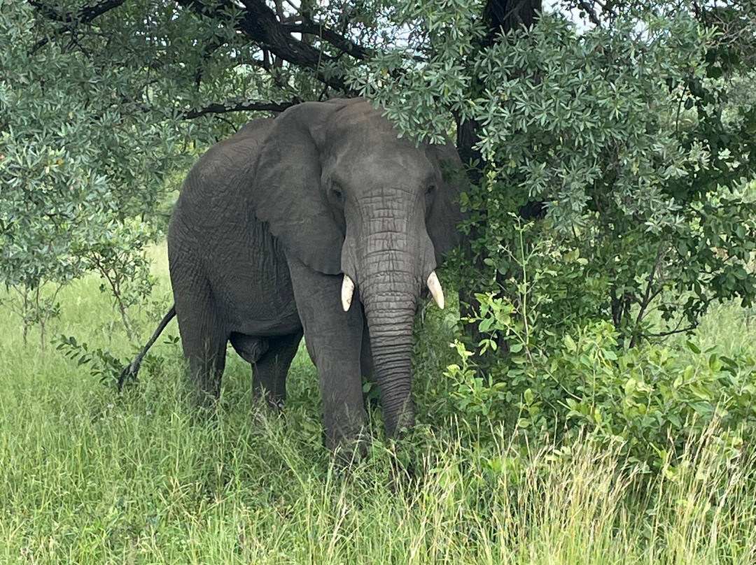 Leap Adventures - Hazyview Cabanas-雾观必去景点