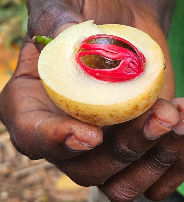 Ali Super Guide Zanzibar-Kilimajuu必去景点