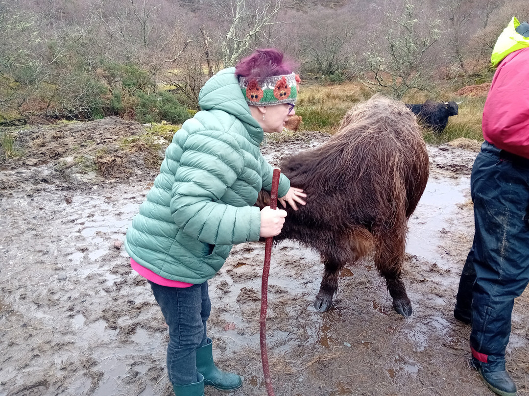 Highland cow tours景点图片