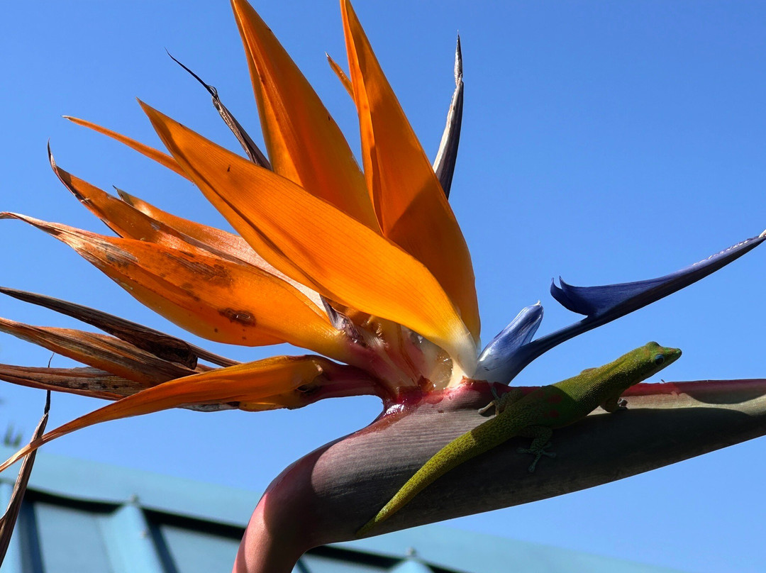 Hala Tree Coffee-库克船长必去景点