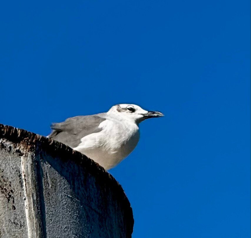 Galveston - Port Bolivar Ferry-盖维斯顿必去景点