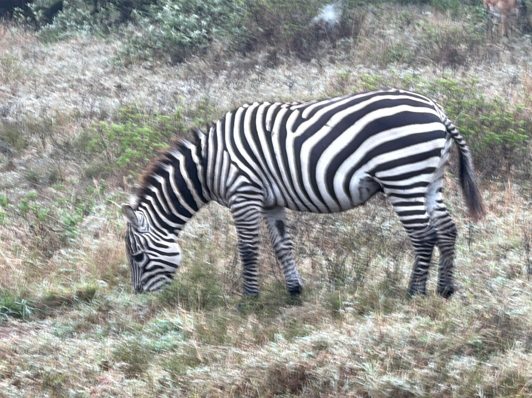 Safari Talk Tours Ltd-蒙巴萨必去景点