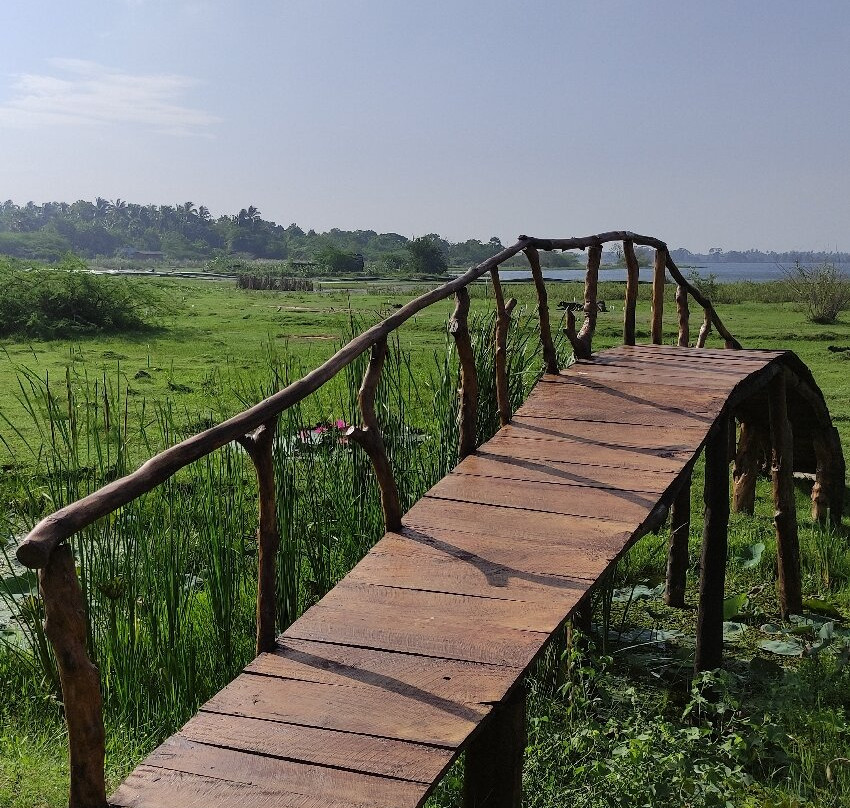 Blue Wild - Yala主图