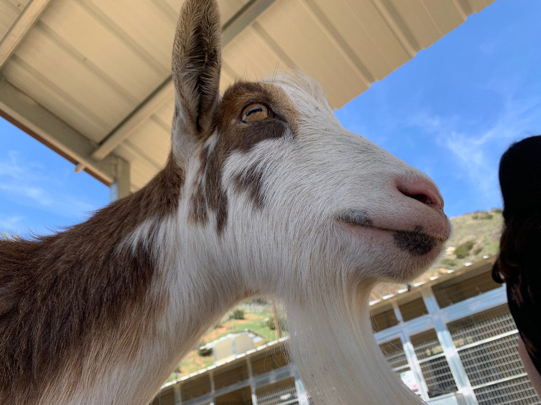 Love Always Sanctuary-洛杉矶必去景点