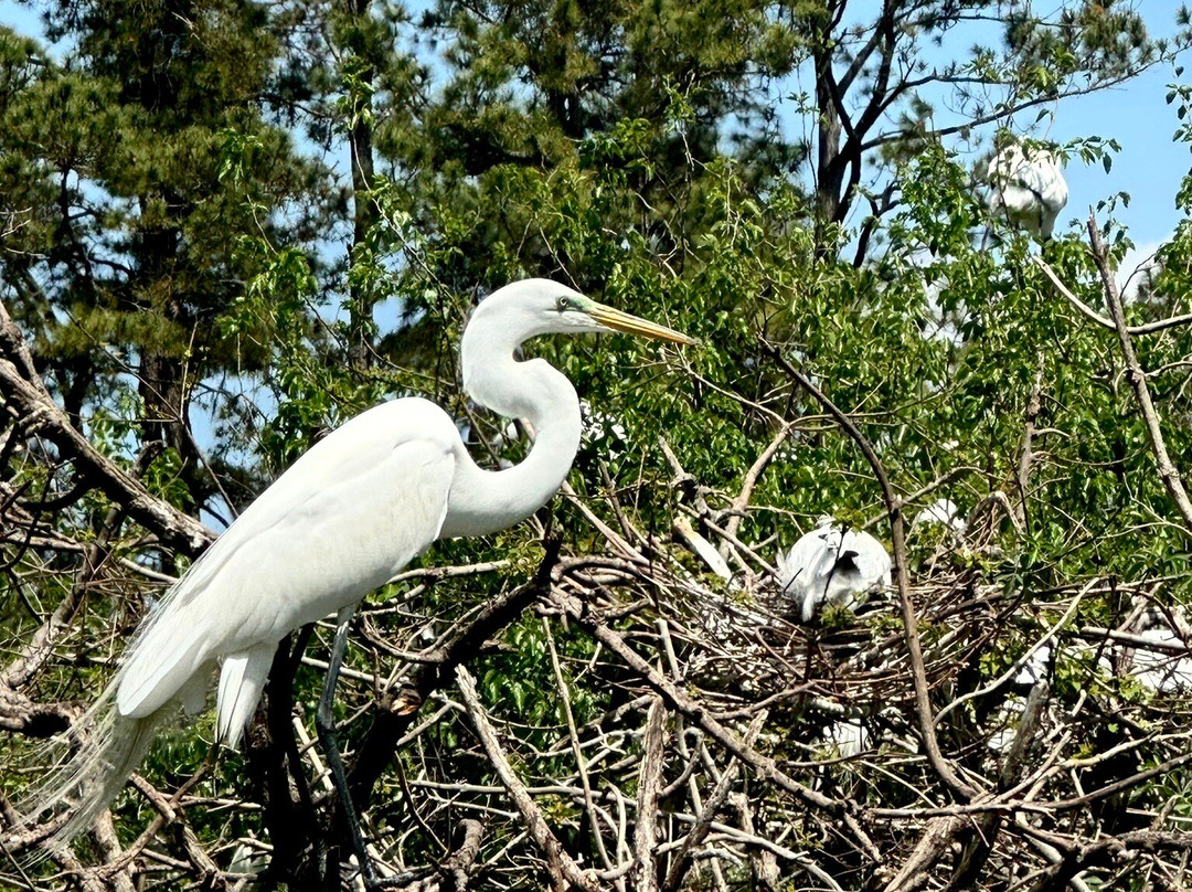 Cypress Wetlands-Port Royal必去景点
