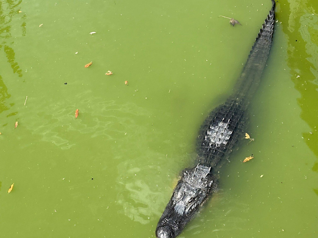 Cypress Wetlands-Port Royal必去景点