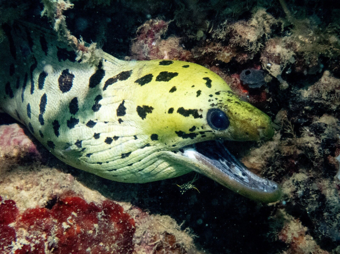 Let's Dive Palawan-公主港必去景点