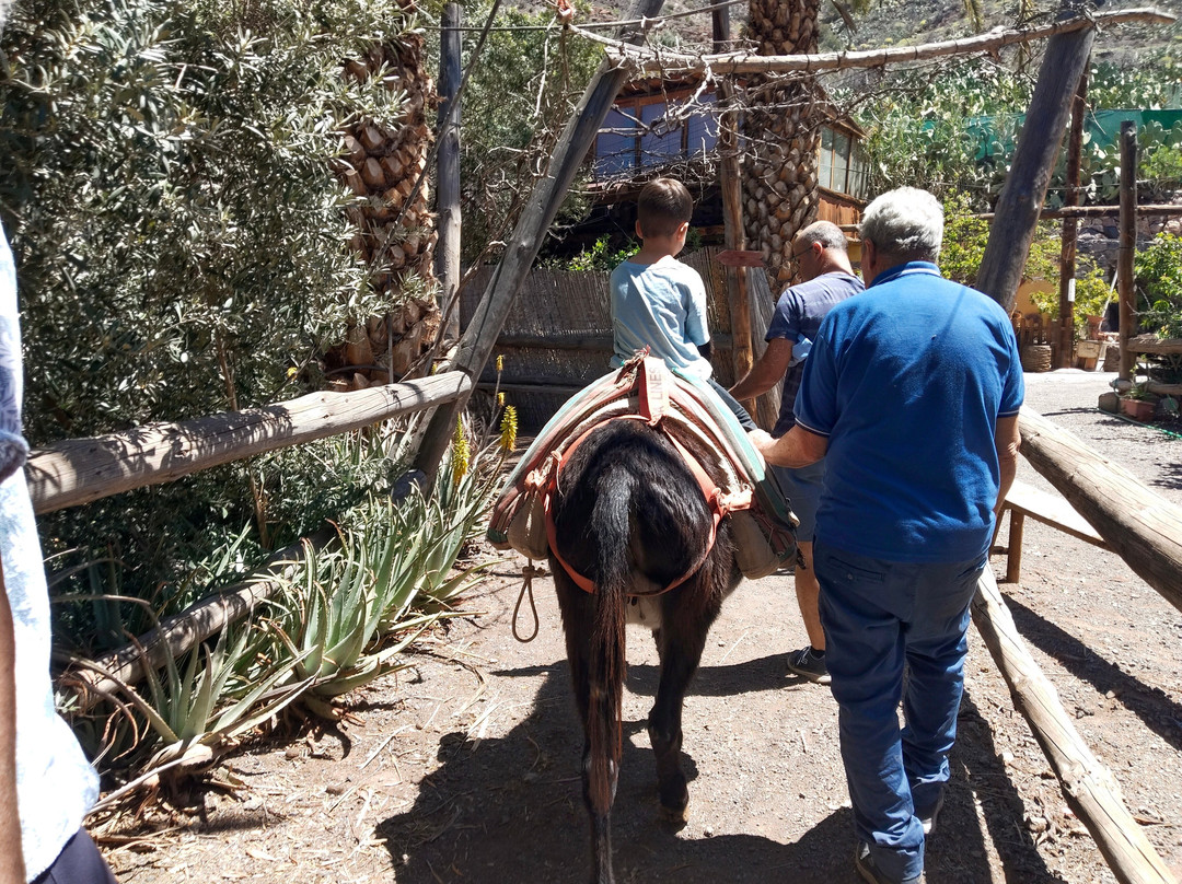 Burro Safari Las Tirajanas-大加那利岛拉斯帕尔马斯必去景点