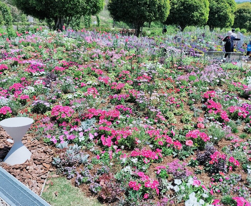 Hana Festa Memorial Park-可儿市必去景点