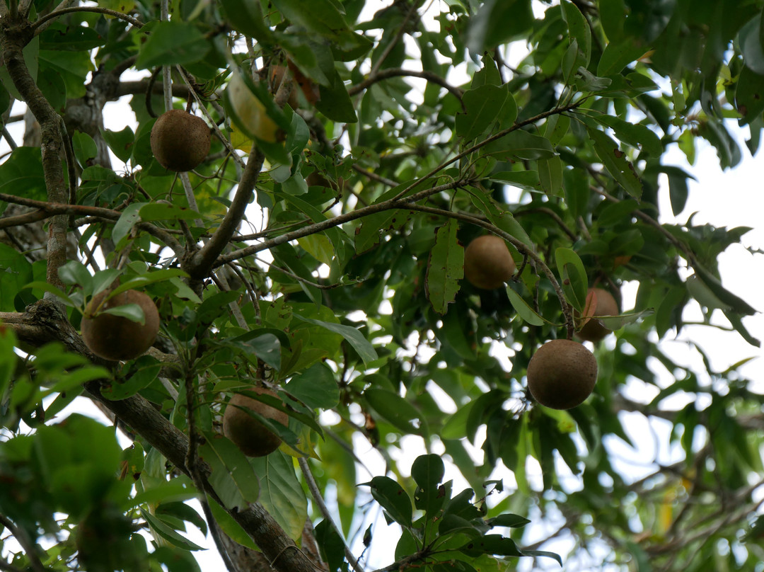 Punta Laguna Nature Reserve-图伦必去景点
