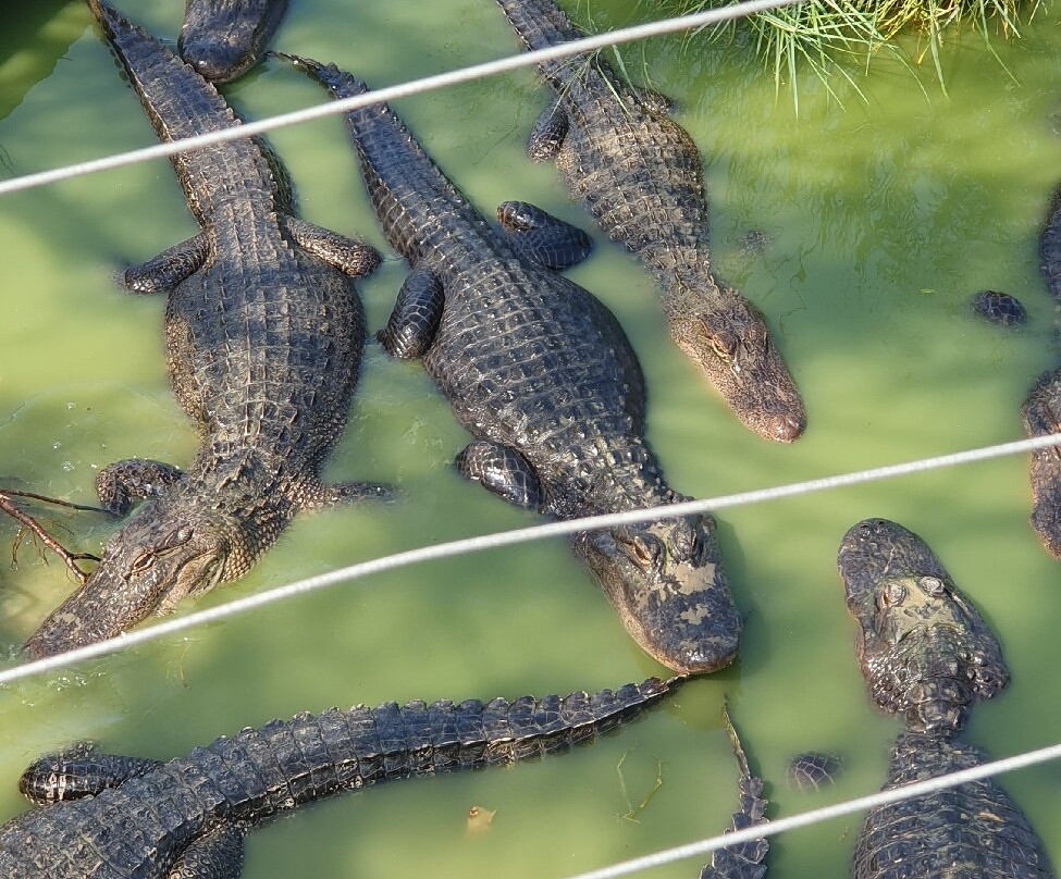 Gator Country-博蒙特必去景点