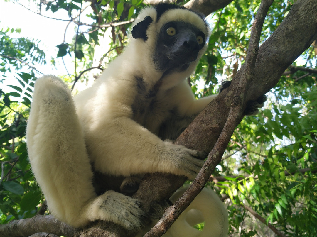 Madagascar Magic Tours-安齐拉贝必去景点