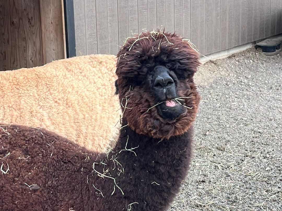 Alpacas Charlevoix-Les Eboulements必去景点