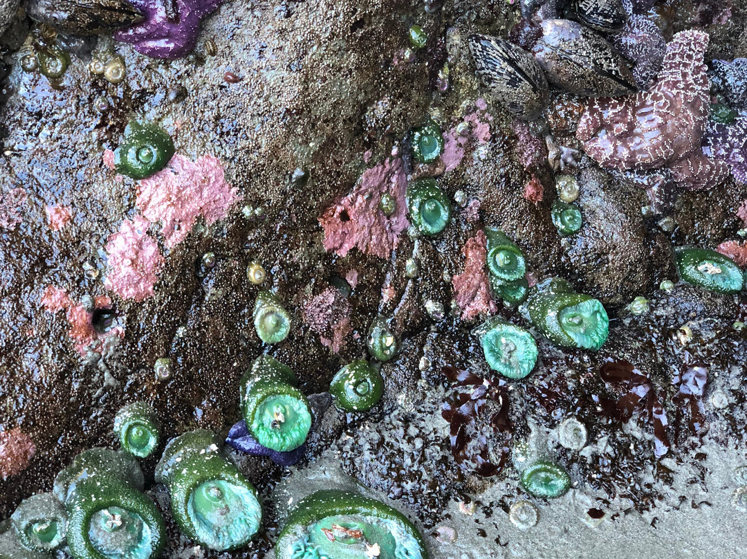 Second Beach Trail-奥林匹克国家公园必去景点