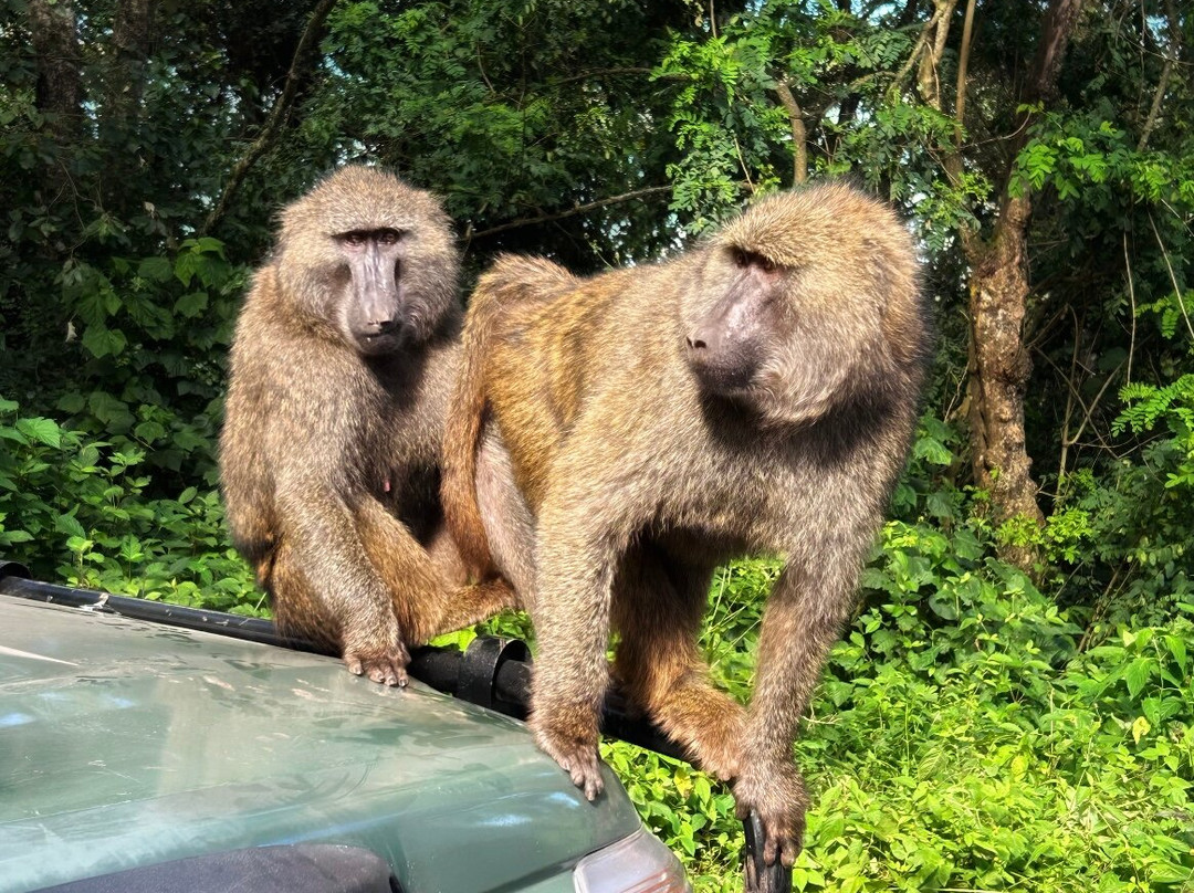 One-way Tours and Safaris-姆万扎必去景点