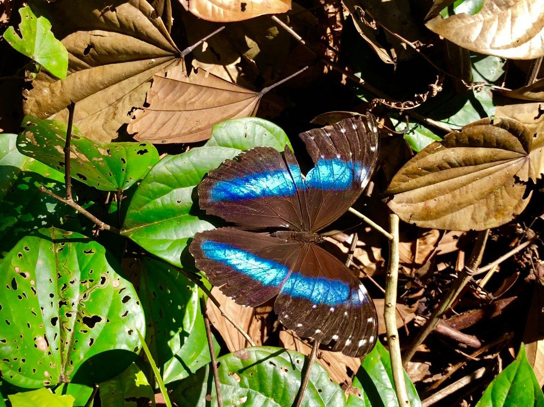 Puyanawa Tribe-Cruzeiro do Sul必去景点