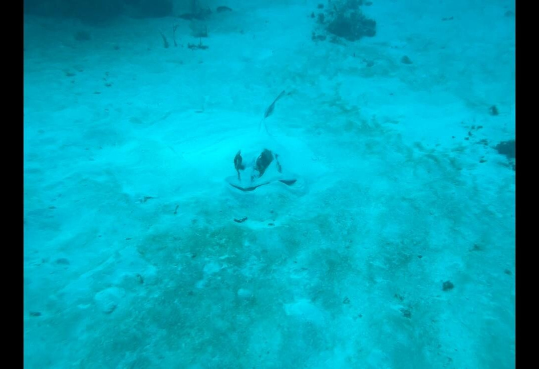 Dressel Divers Playa Del Carmen景点图片